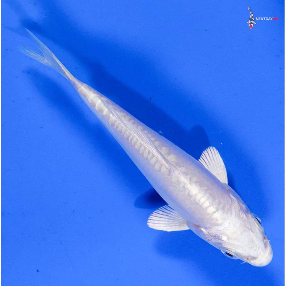 4” Imported Doitsu Platinum Ogon