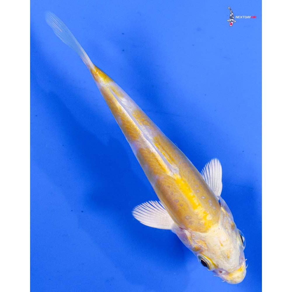 4” Imported Doitsu Lemon Hariwake