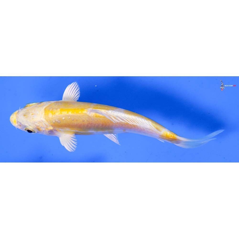 4” Imported Doitsu Lemon Hariwake