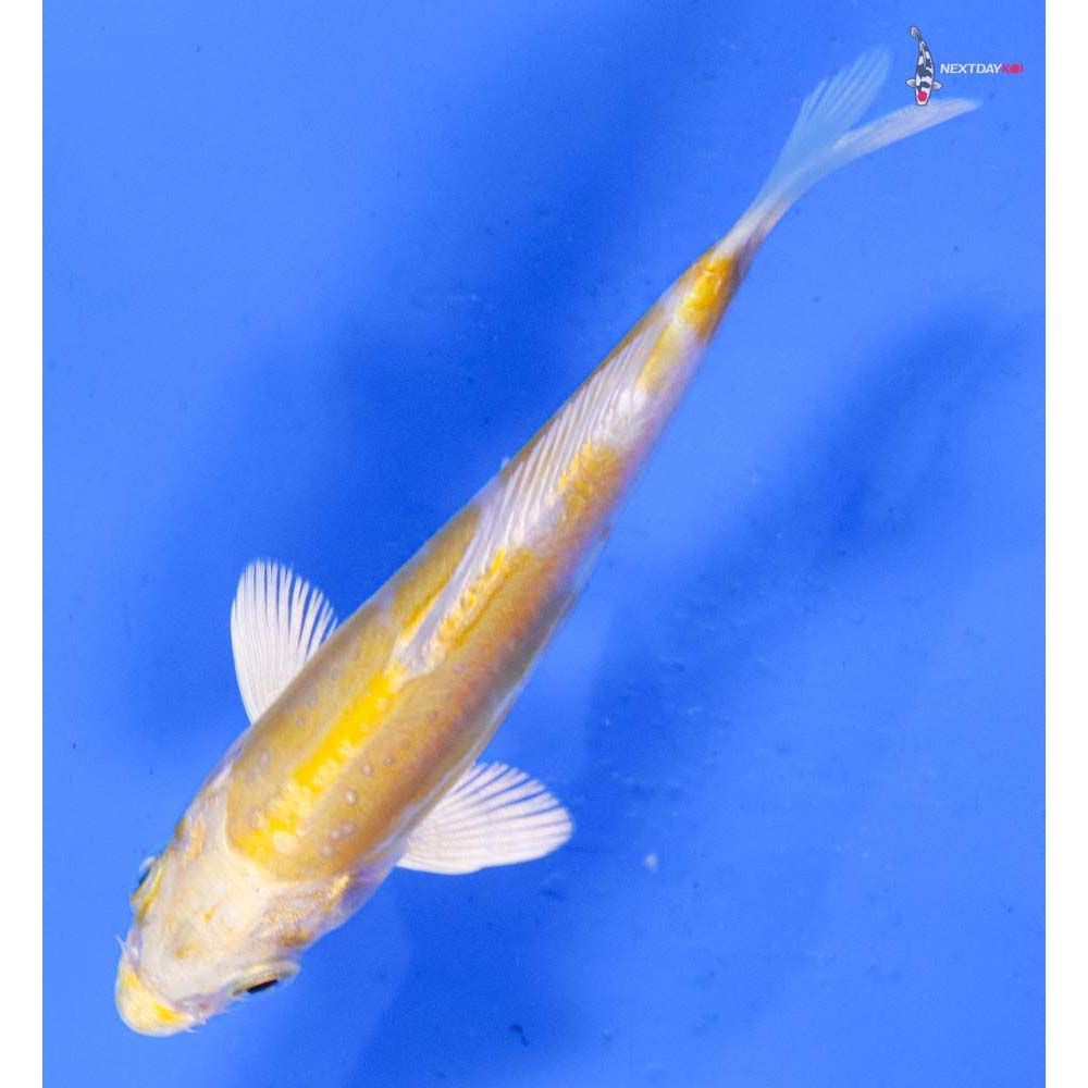 4” Imported Doitsu Lemon Hariwake