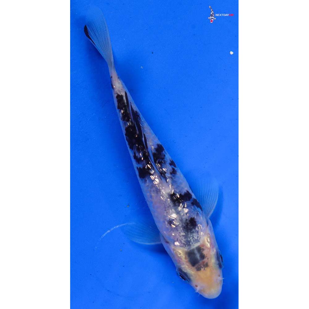 4” Imported Gin Rin Shiro Bekko