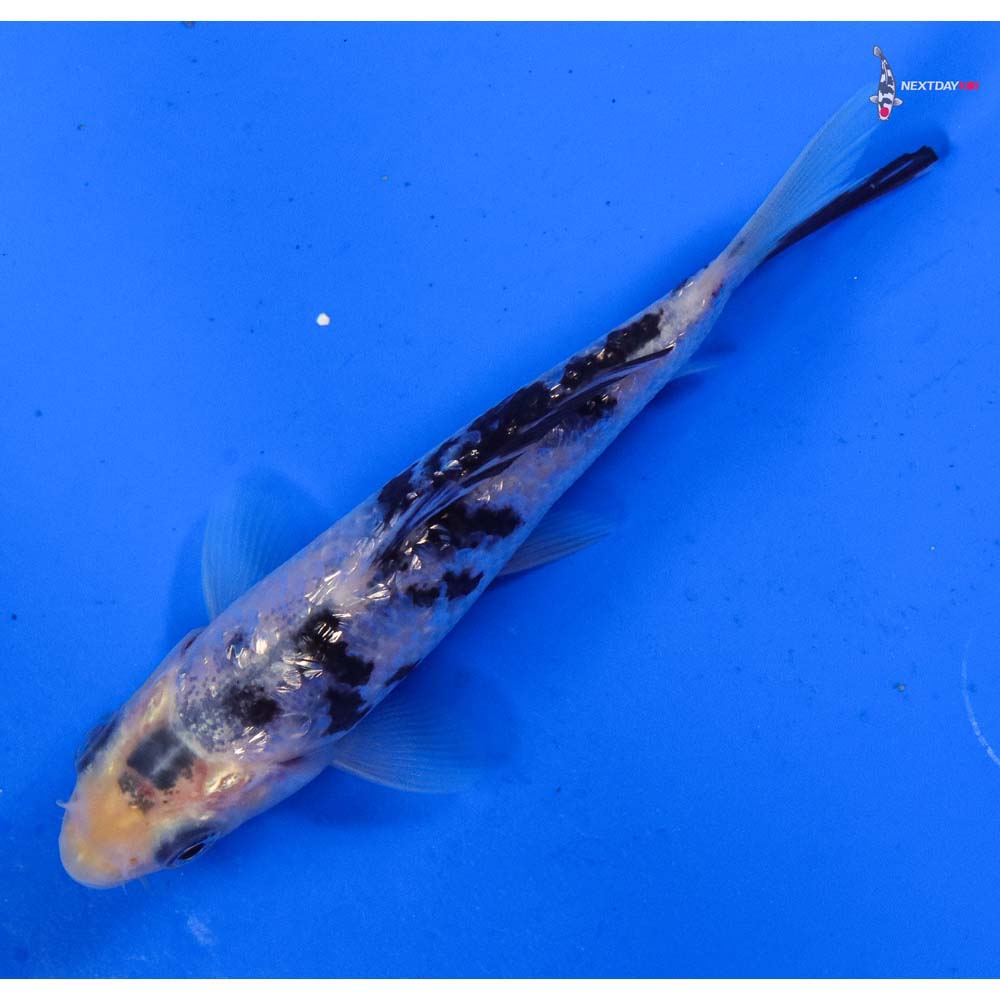 4” Imported Gin Rin Shiro Bekko