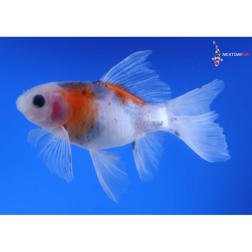 4.5” Imported Bristol Shubunkin