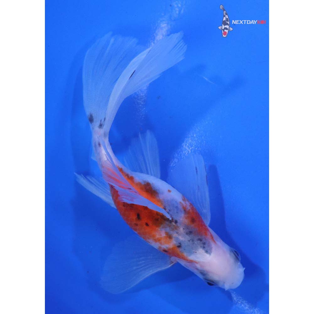 4.5” Imported Bristol Shubunkin