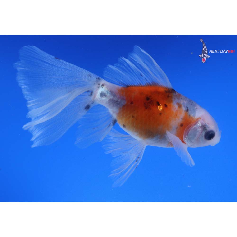 4.5” Imported Bristol Shubunkin