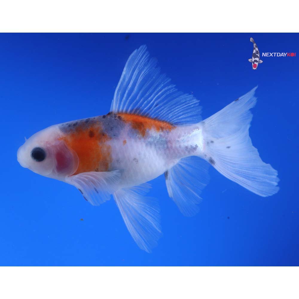 4.5” Imported Bristol Shubunkin