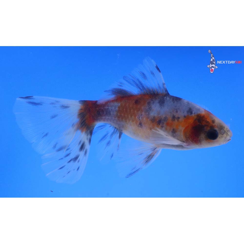 4.5” Imported Male Bristol Shubunkin