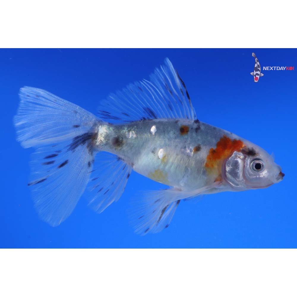 4.5” Imported Bristol Shubunkin