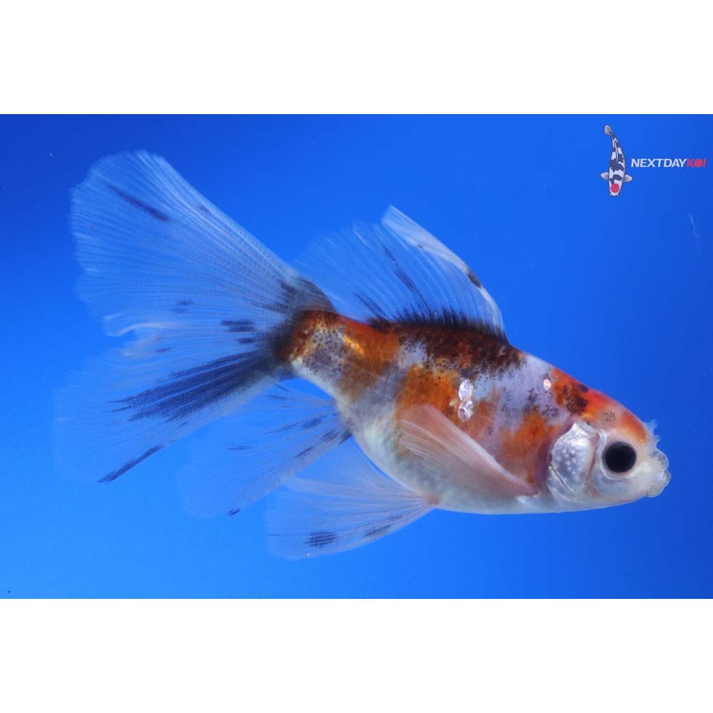 4” Imported Male Bristol Shubunkin