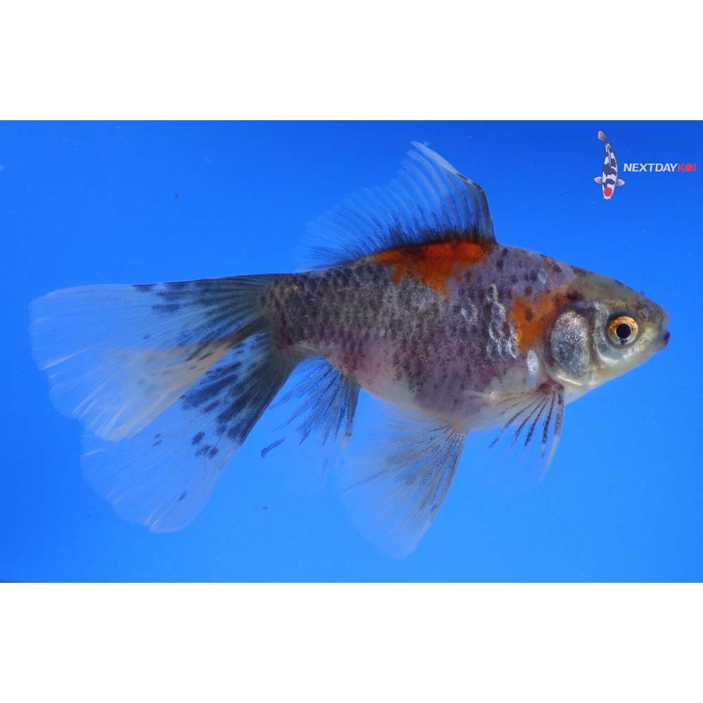 5” Imported Male Bristol Shubunkin