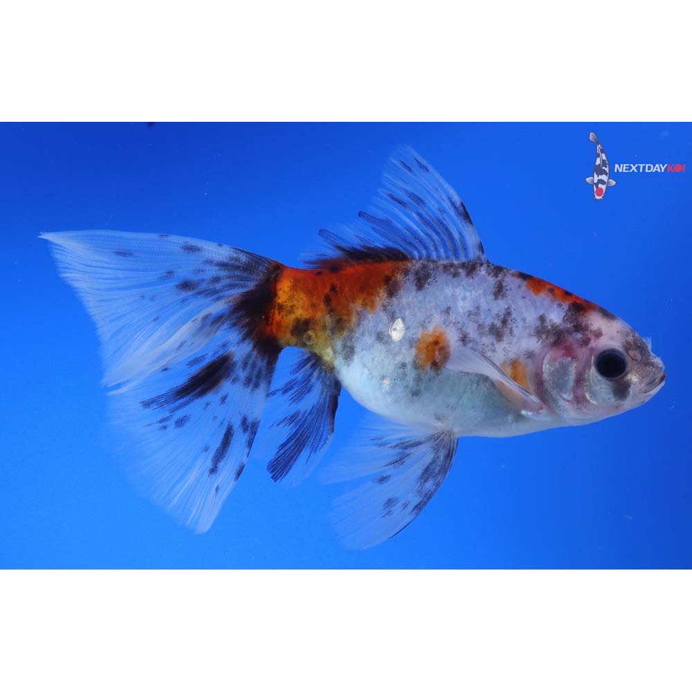 5” Imported Bristol Shubunkin