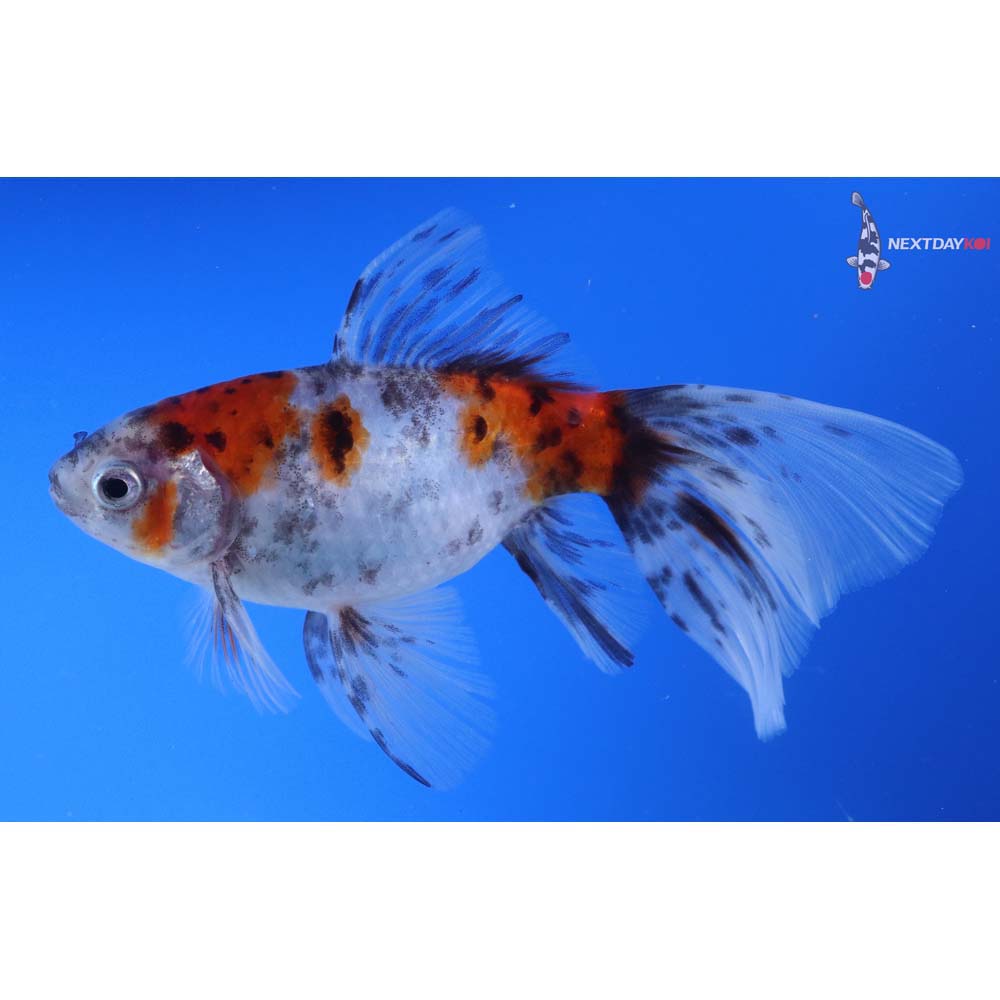 5” Imported Bristol Shubunkin