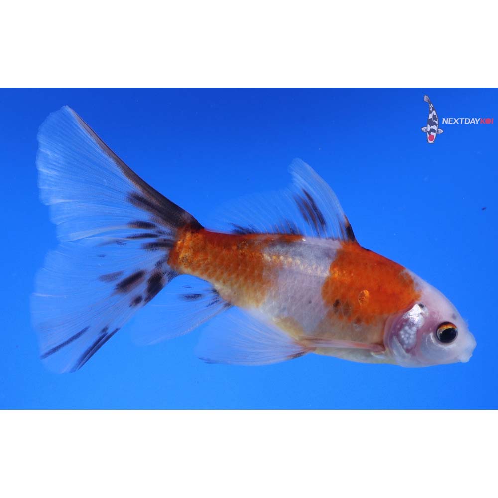 5” Imported Male Bristol Shubunkin