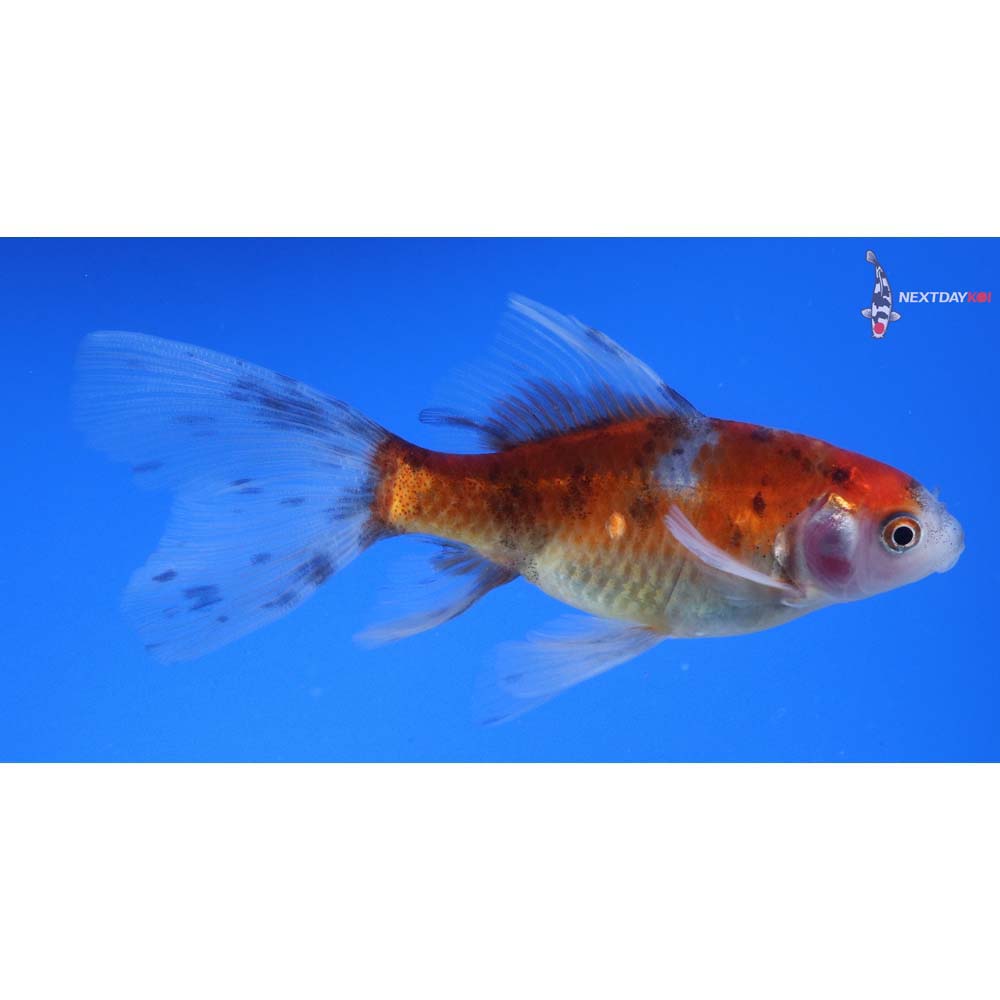 4.5” Imported Bristol Shubunkin