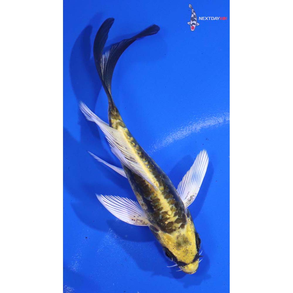 4” Imported Kin Kikokuryu Butterfly Koi