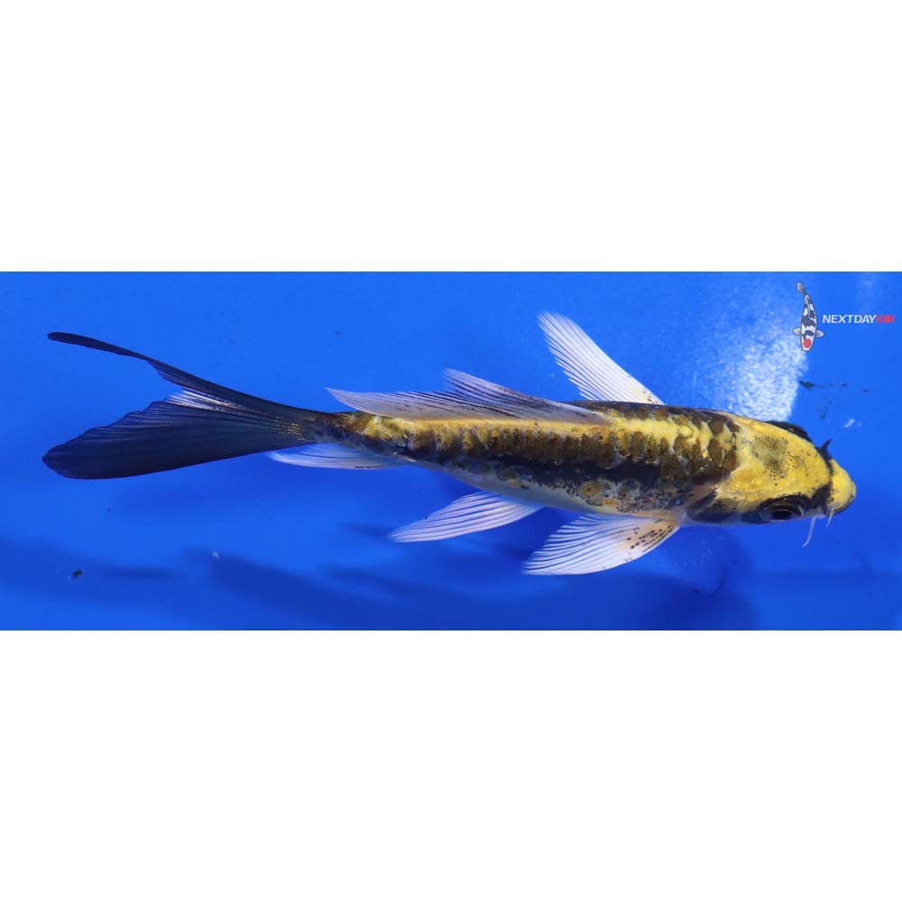 4” Imported Kin Kikokuryu Butterfly Koi