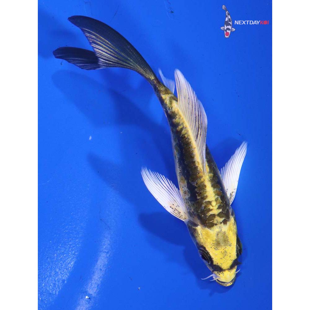4” Imported Kin Kikokuryu Butterfly Koi
