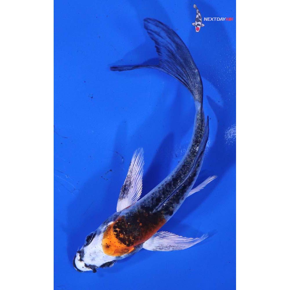 4” Imported Kujaku Butterfly Koi