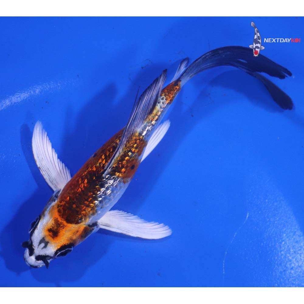5” Imported Gin Rin Kujaku Butterfly Koi