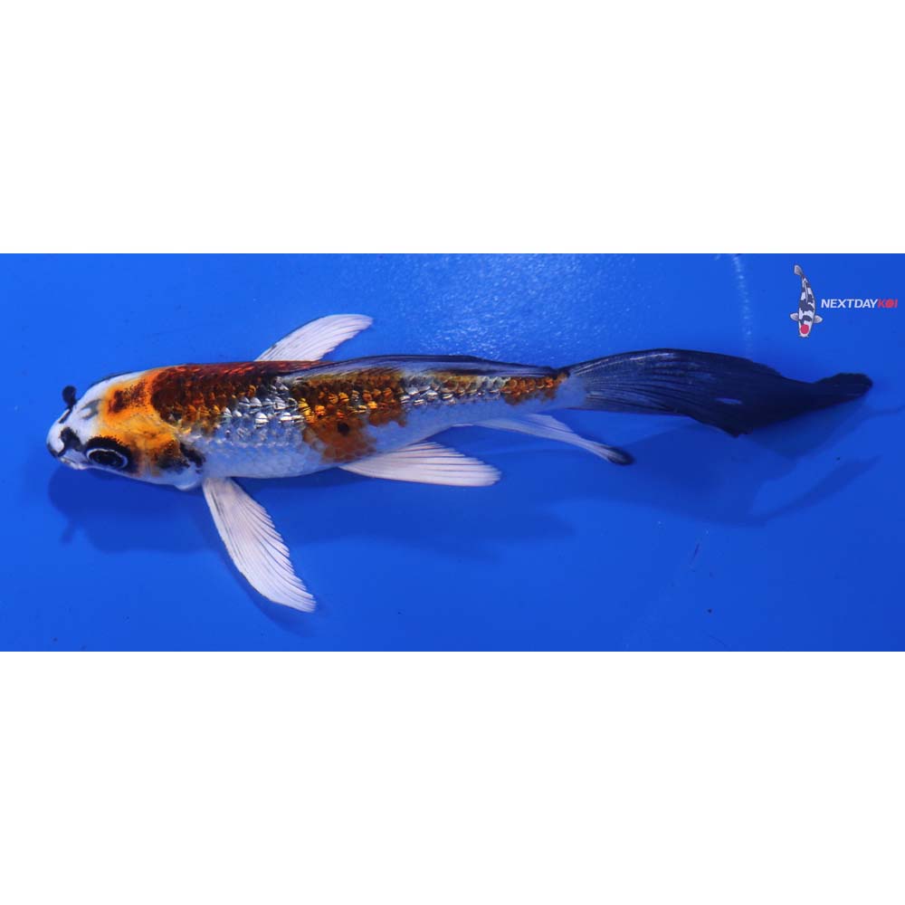 5” Imported Gin Rin Kujaku Butterfly Koi