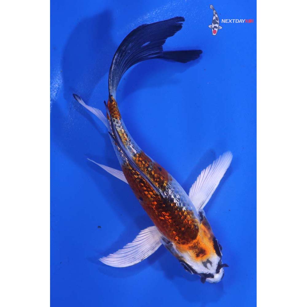 5” Imported Gin Rin Kujaku Butterfly Koi