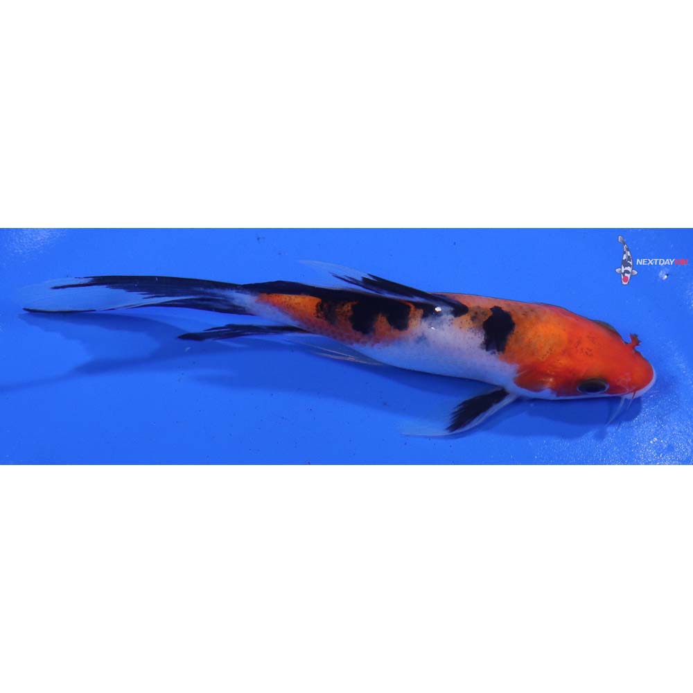 5” Imported Sanke Butterfly Koi