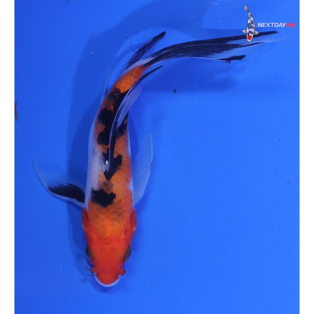 5” Imported Sanke Butterfly Koi