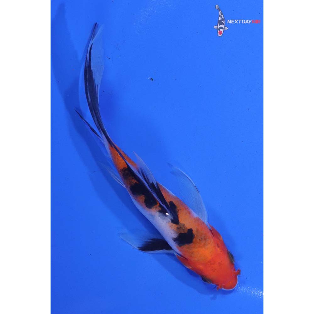 5” Imported Sanke Butterfly Koi
