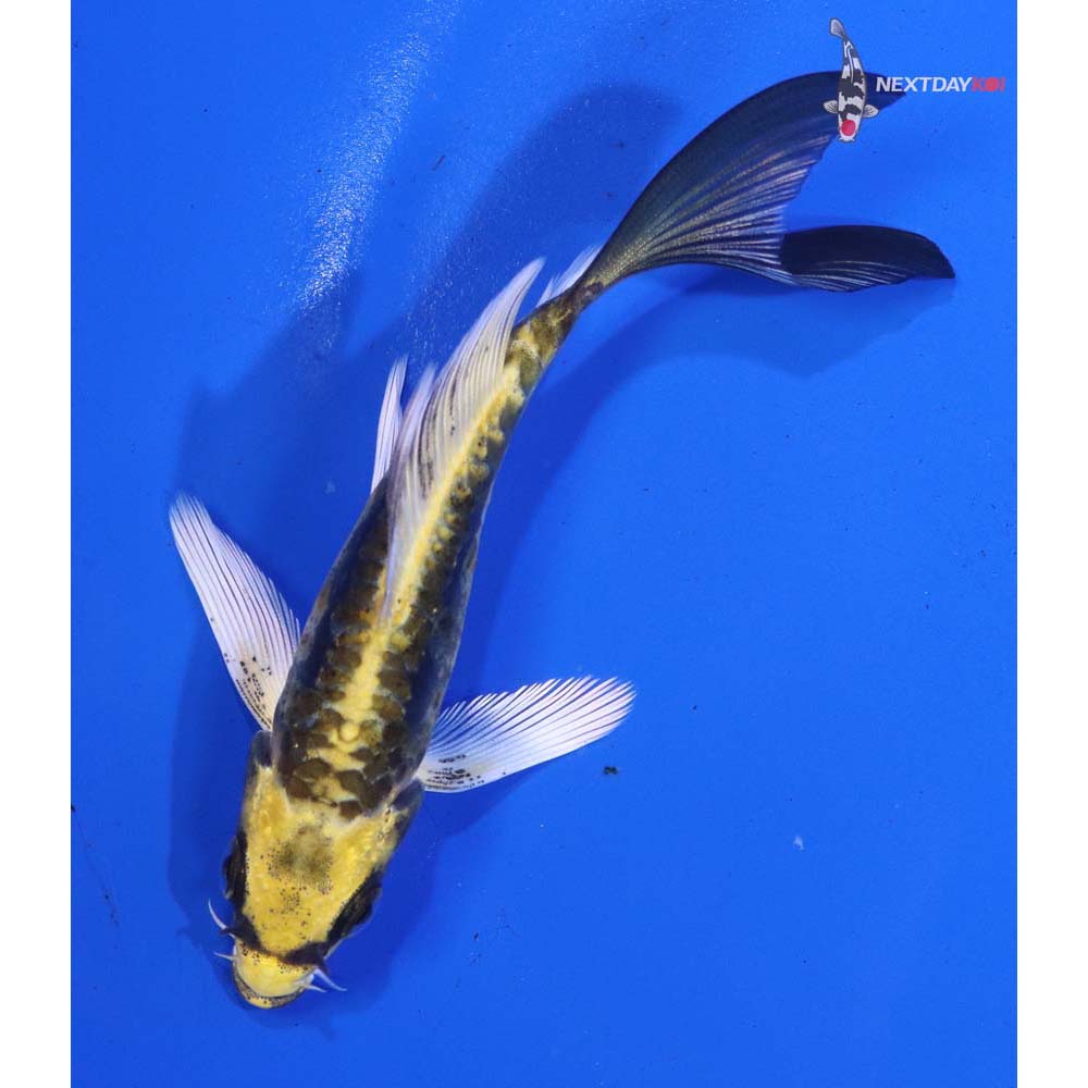 4” Imported Kin Kikokuryu Butterfly Koi