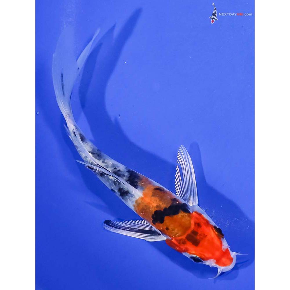5.5” Imported Yamato Nishiki Butterfly Koi
