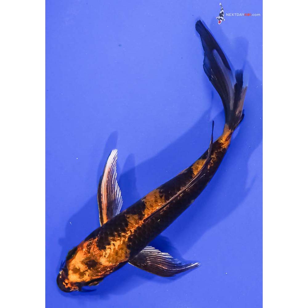 6” Imported Kin Hi Utsuri Butterfly Koi