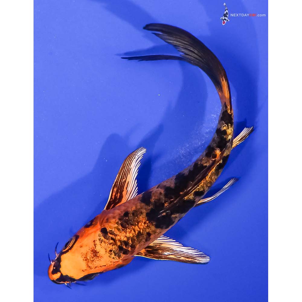 6” Imported Kin Aka Bekko Butterfly Koi
