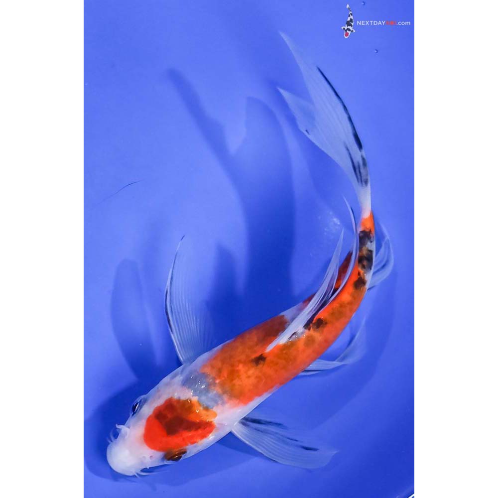 6” Imported Sanke Butterfly Koi