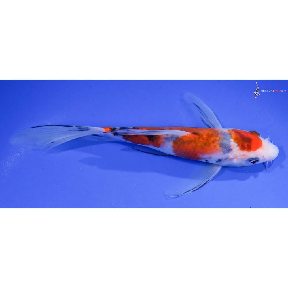 6” Imported Sanke Butterfly Koi