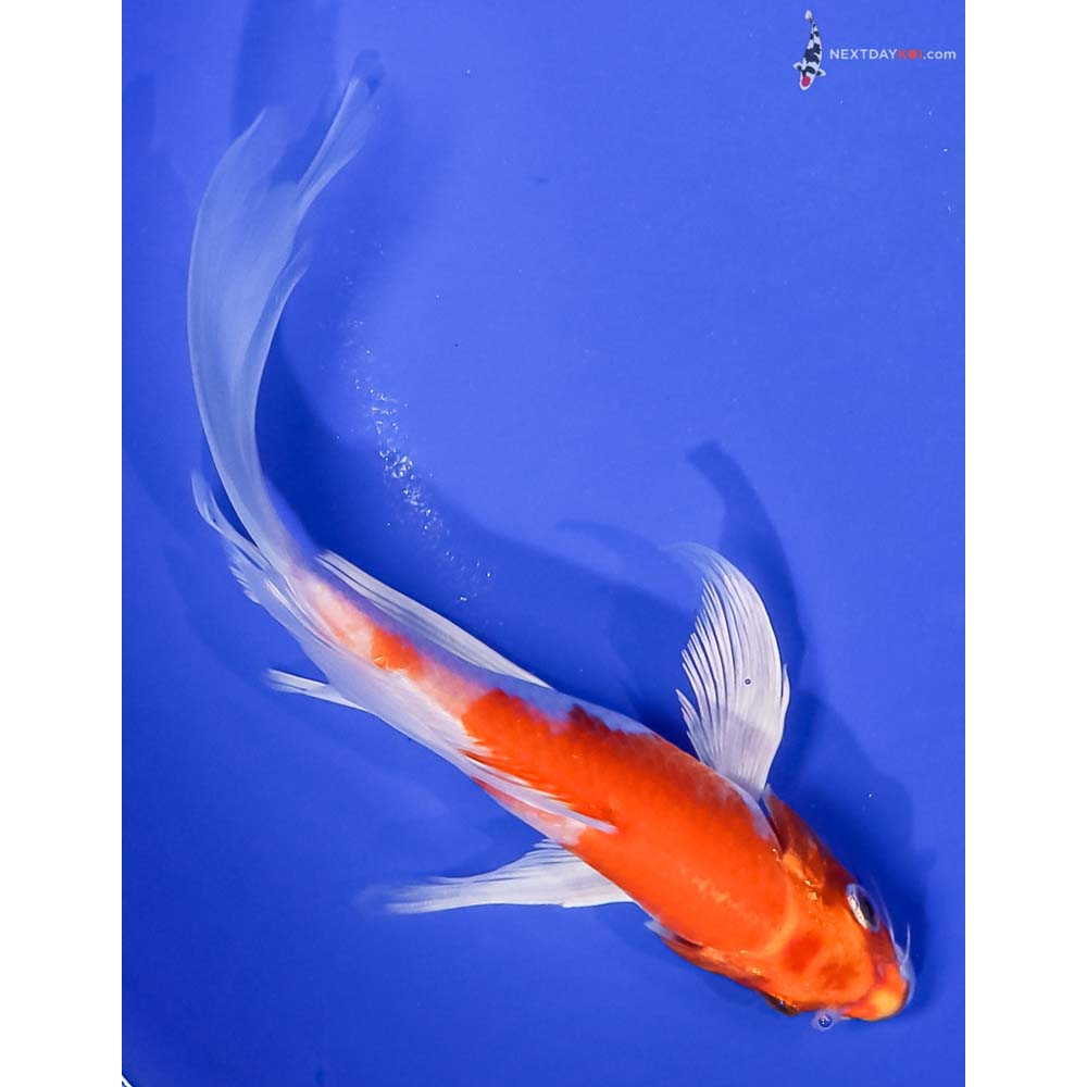 6.5” Imported Hariwake Butterfly Koi