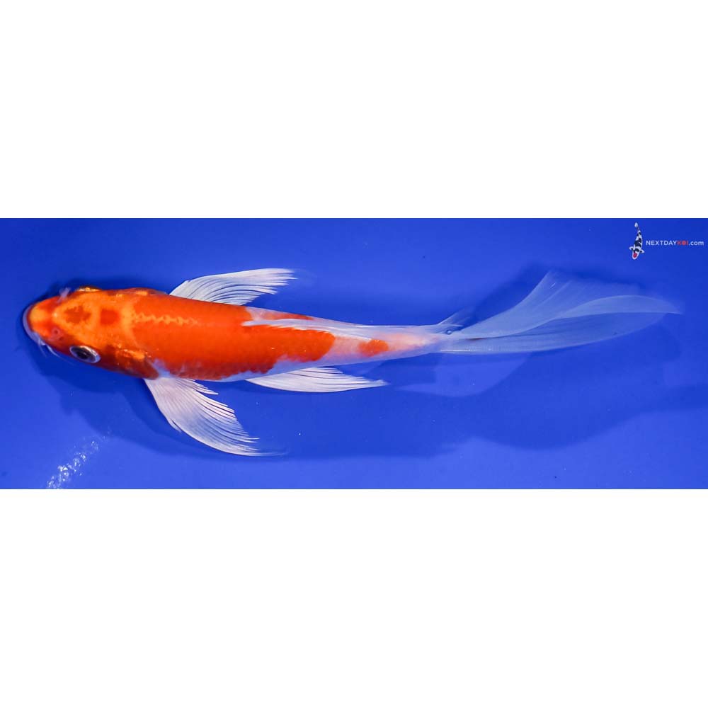 6.5” Imported Hariwake Butterfly Koi