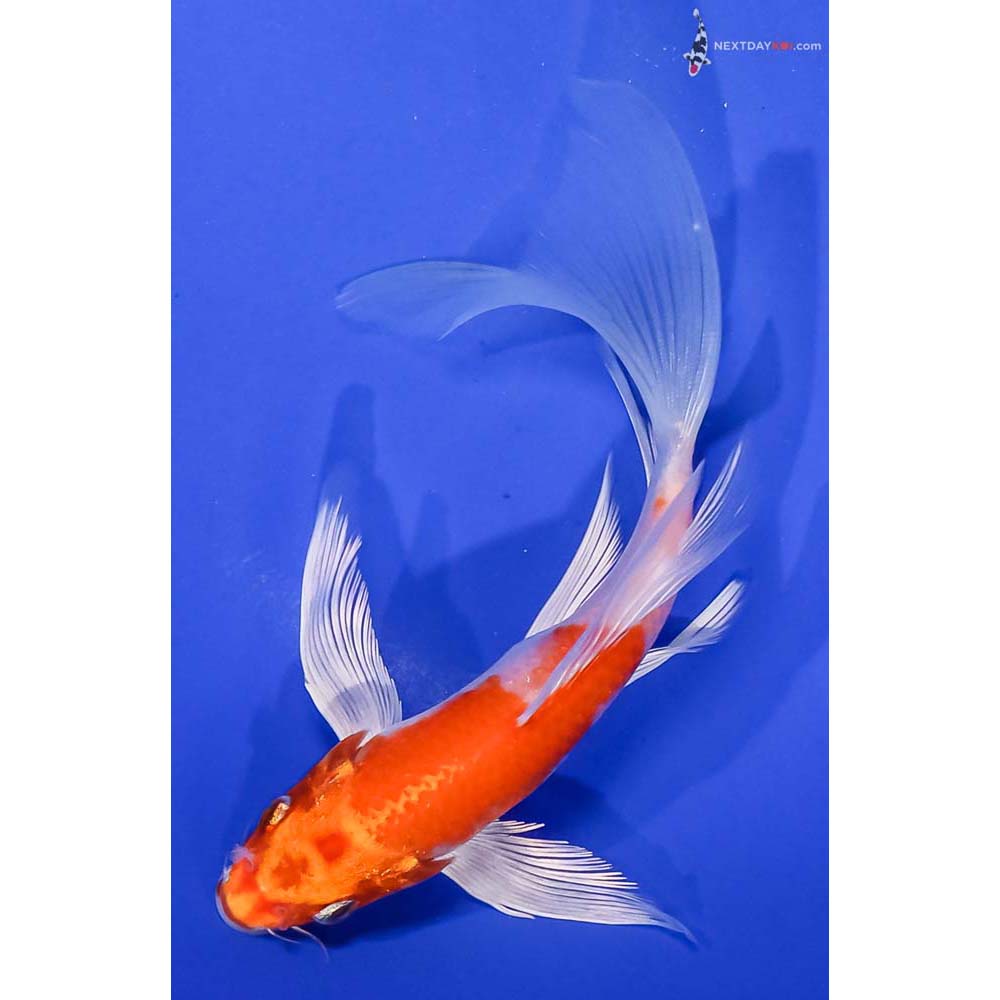6.5” Imported Hariwake Butterfly Koi
