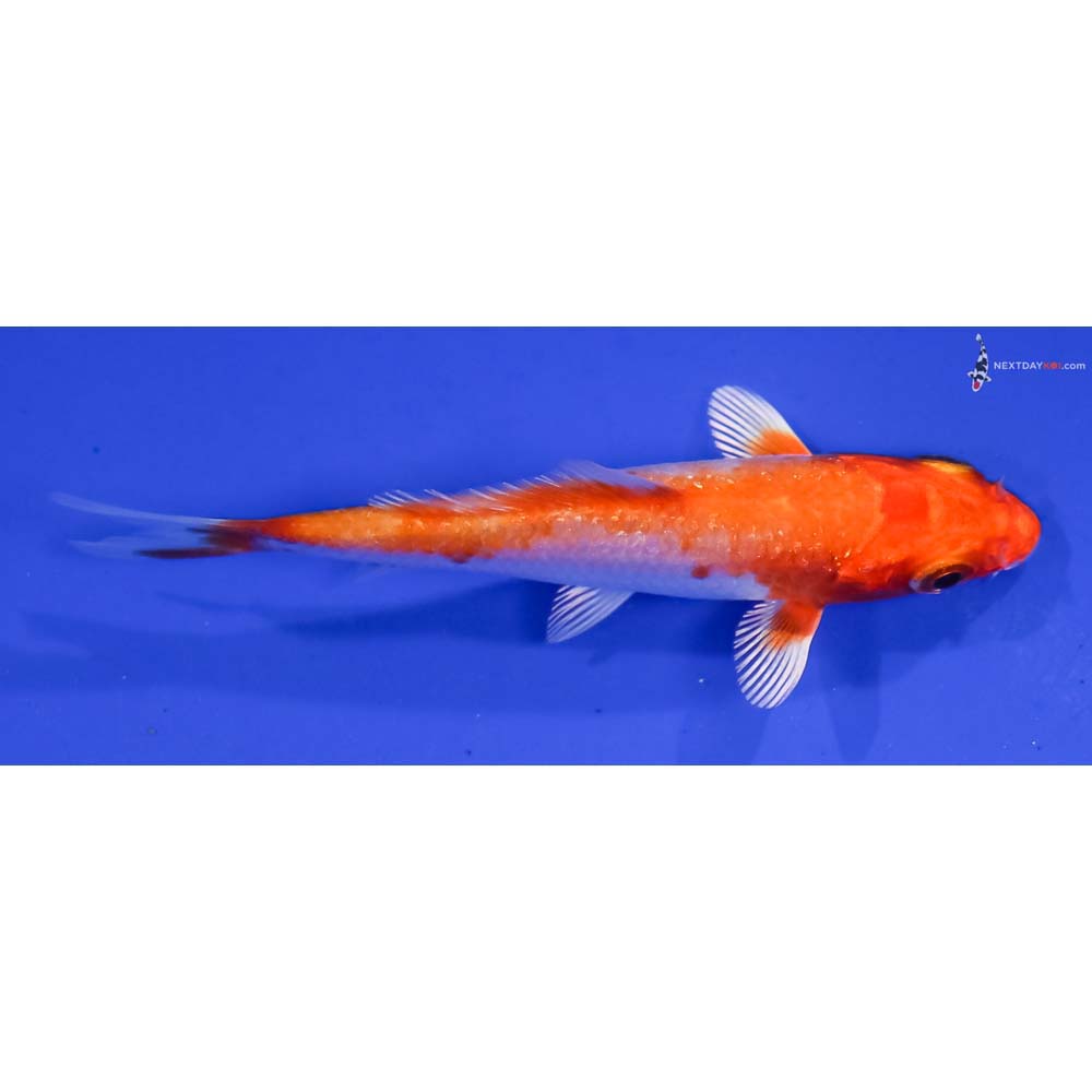 3” Imported Hariwake