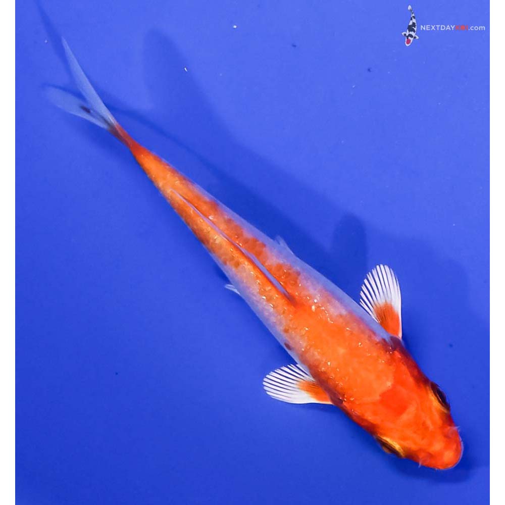 3” Imported Hariwake