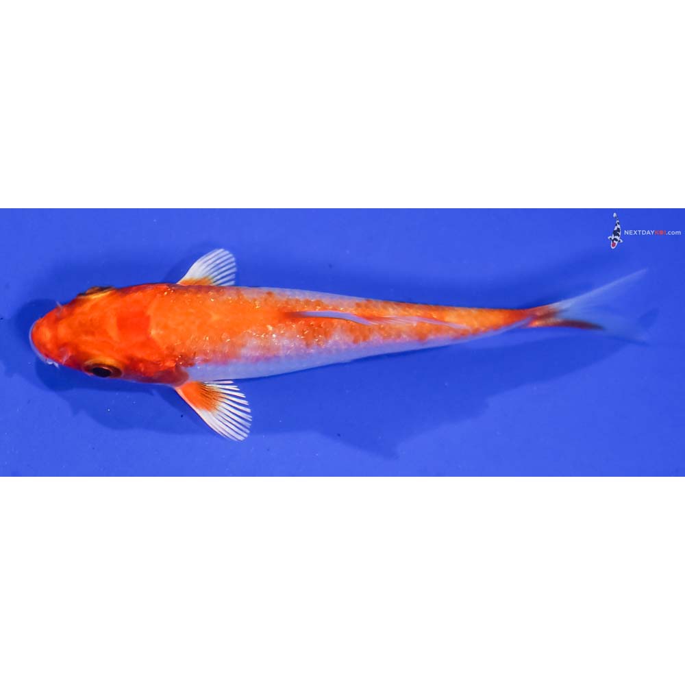 3” Imported Hariwake