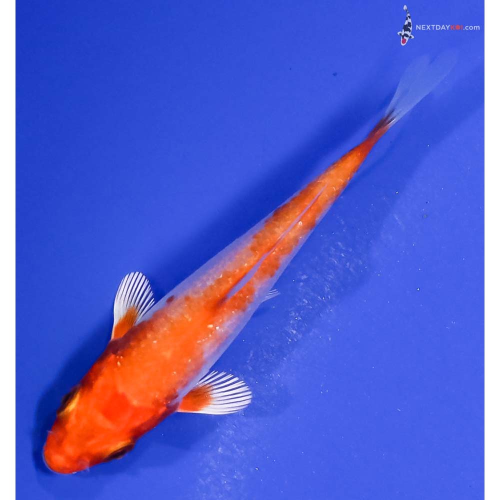 3” Imported Hariwake