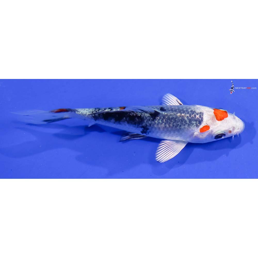 3.5” Imported Yamato Nishiki