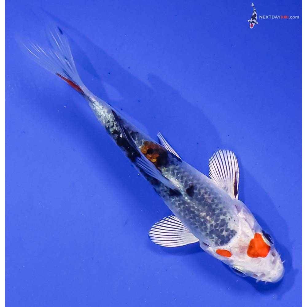 3.5” Imported Yamato Nishiki