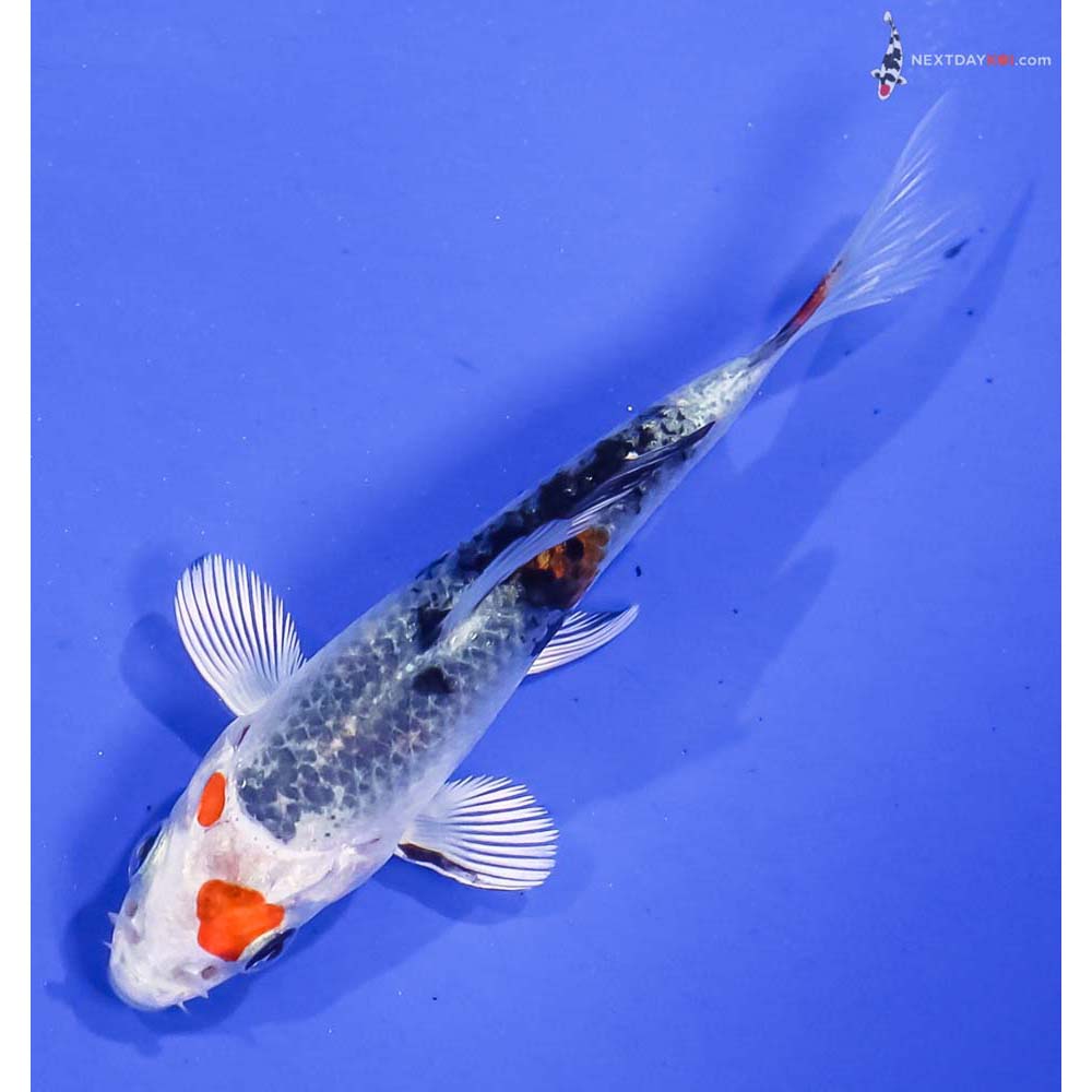 3.5” Imported Yamato Nishiki