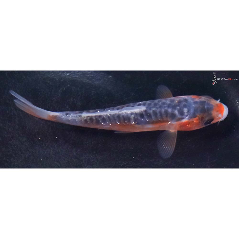 3.5” Imported Shusui