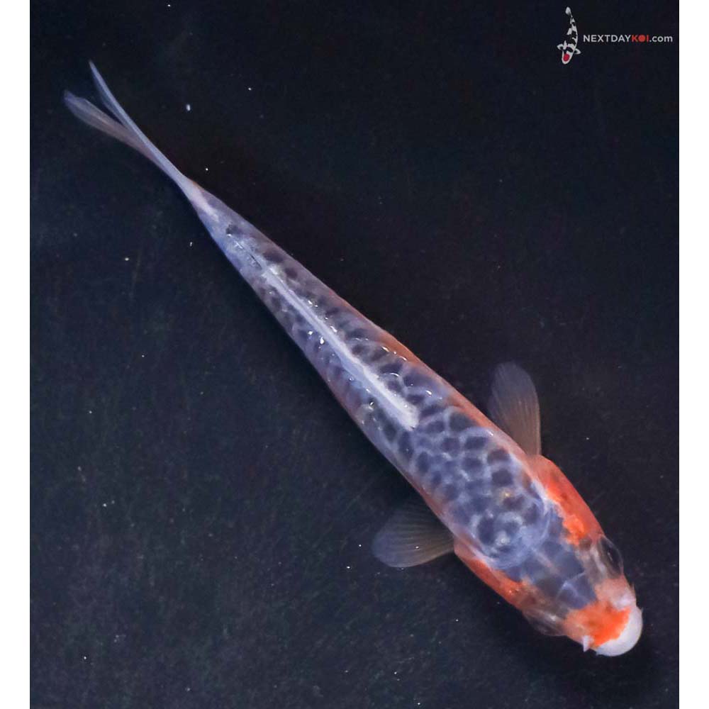 3.5” Imported Shusui