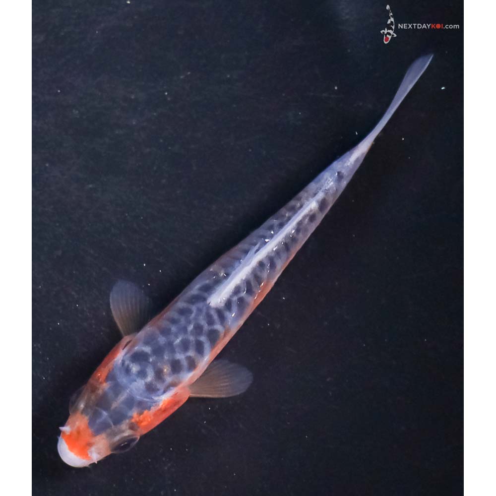 3.5” Imported Shusui