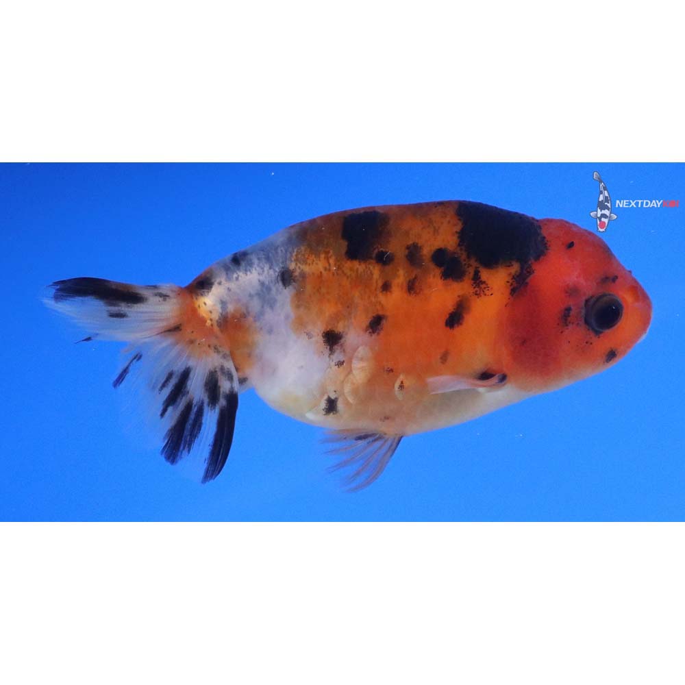 3.5” Imported Calico Ranchu