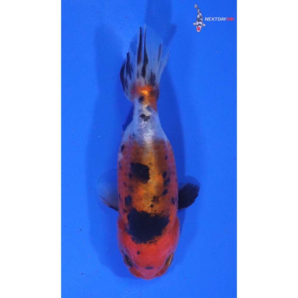 3.5” Imported Calico Ranchu