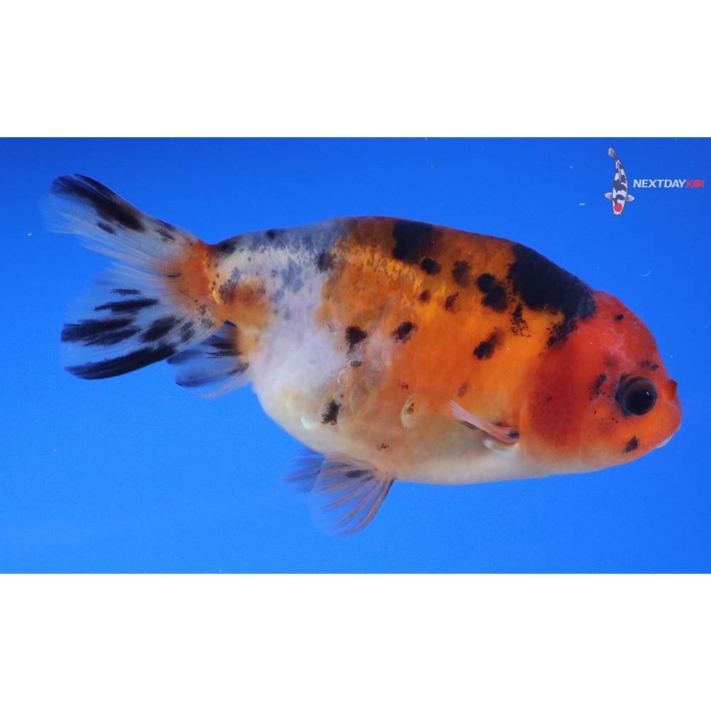 3.5” Imported Calico Ranchu